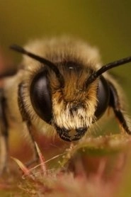 Ảnh diễn viên Buzz Bee